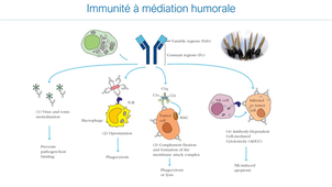 Déficit immunitaire primitif_ JLS